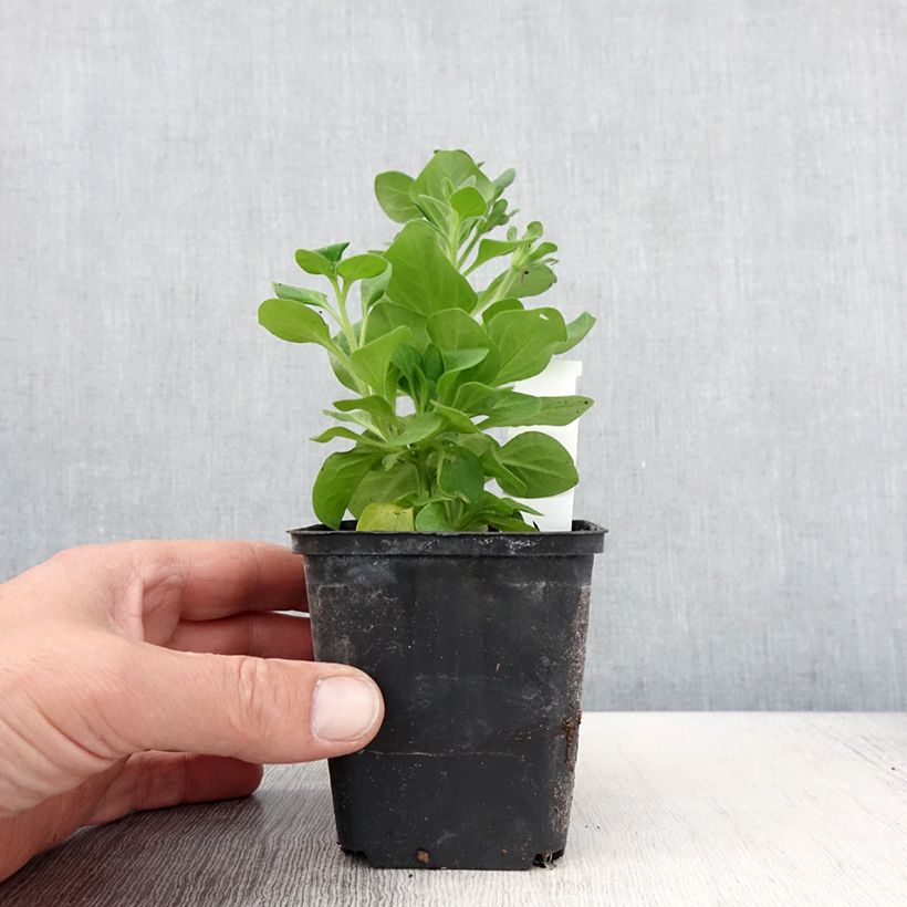 Petunia Tumbelina Diana double blanc - pot de 10/11cm Ejemplar entregado en la primavera