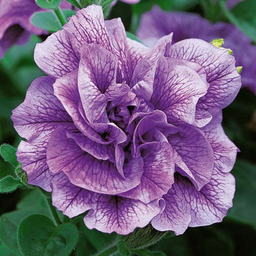 Petunia Tumbelina Priscilla (Floración)