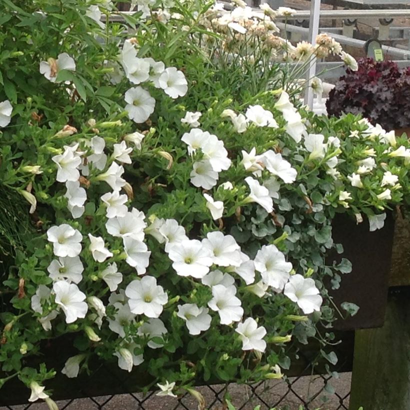 Petunia Snow - Surfinia (Porte)