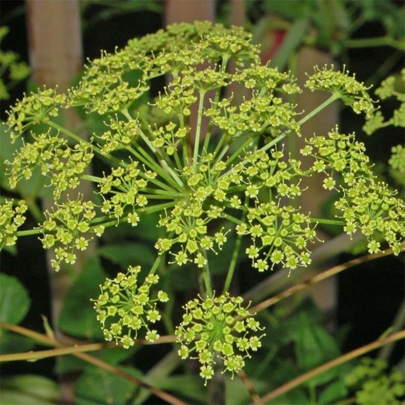 Peucedanum - Peucedanum verticillare (Floración)