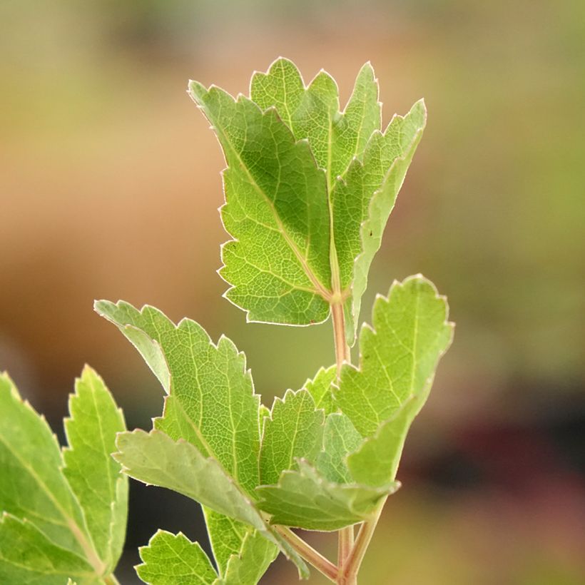 Peucedanum - Peucedanum verticillare (Follaje)