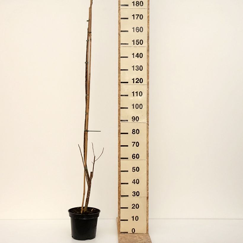 Populus deltoides Fuego - Álamo negro de Norteamérica Maceta 7,5L/10LAltura de entrega aprox. 120/140cm Ejemplar entregado en invierno