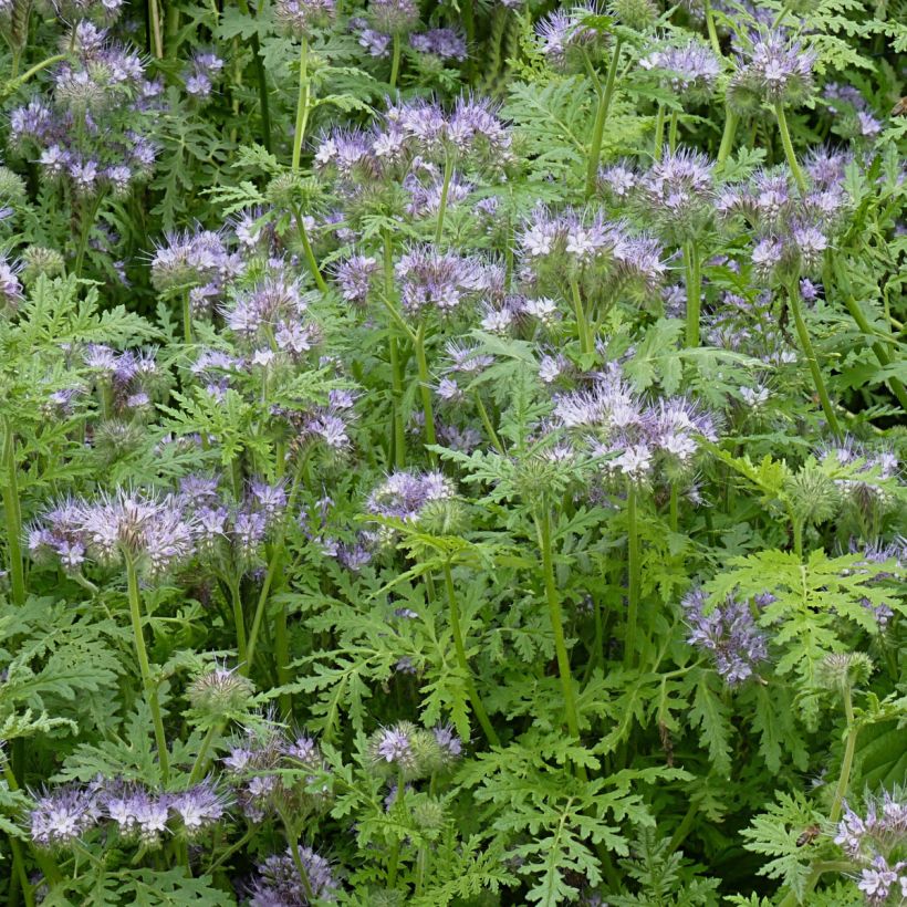 Facelia - Phacelia tanacetifolia (Porte)