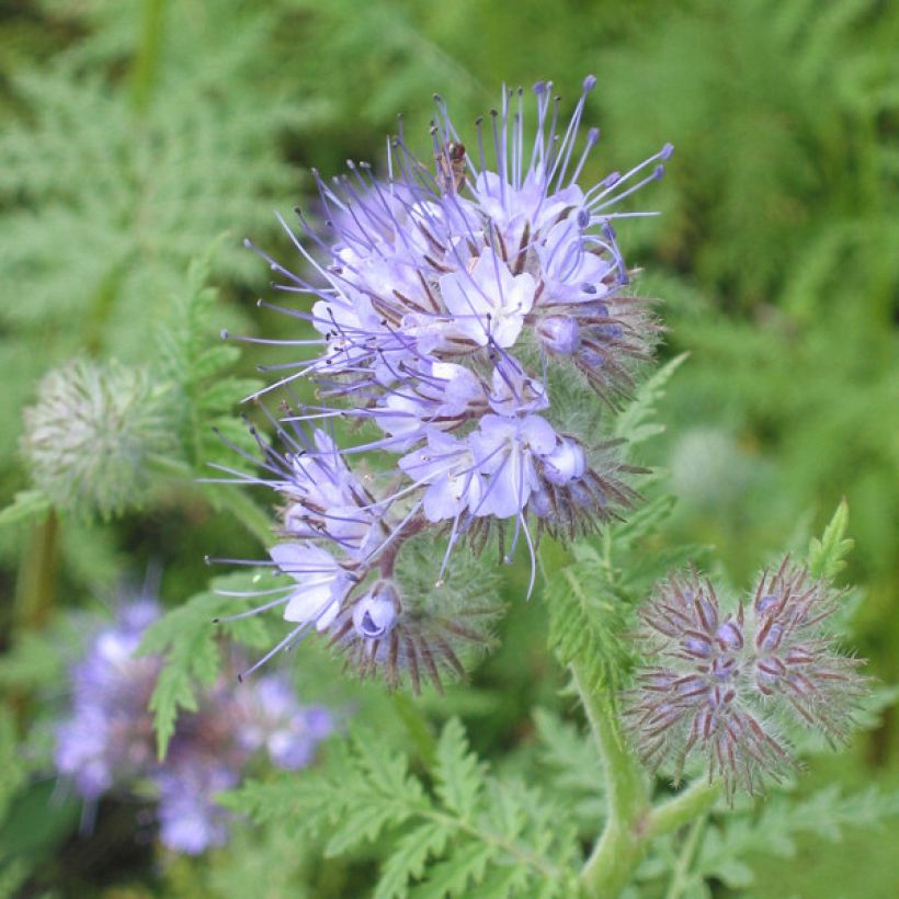 Facelia - Phacelia tanacetifolia (Floración)