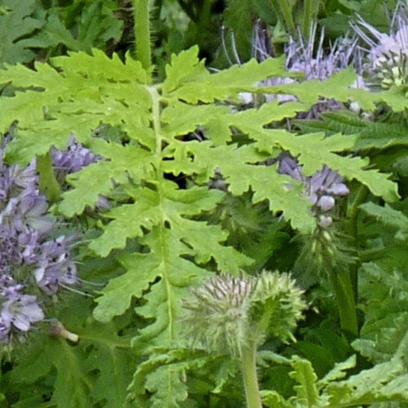 Facelia - Phacelia tanacetifolia (Follaje)