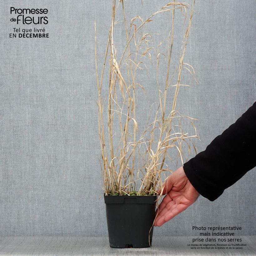 Ejemplar de Phalaris arundinacea Picta - Alpiste faux-roseau en pot de 2/3 litres entregado en otoño