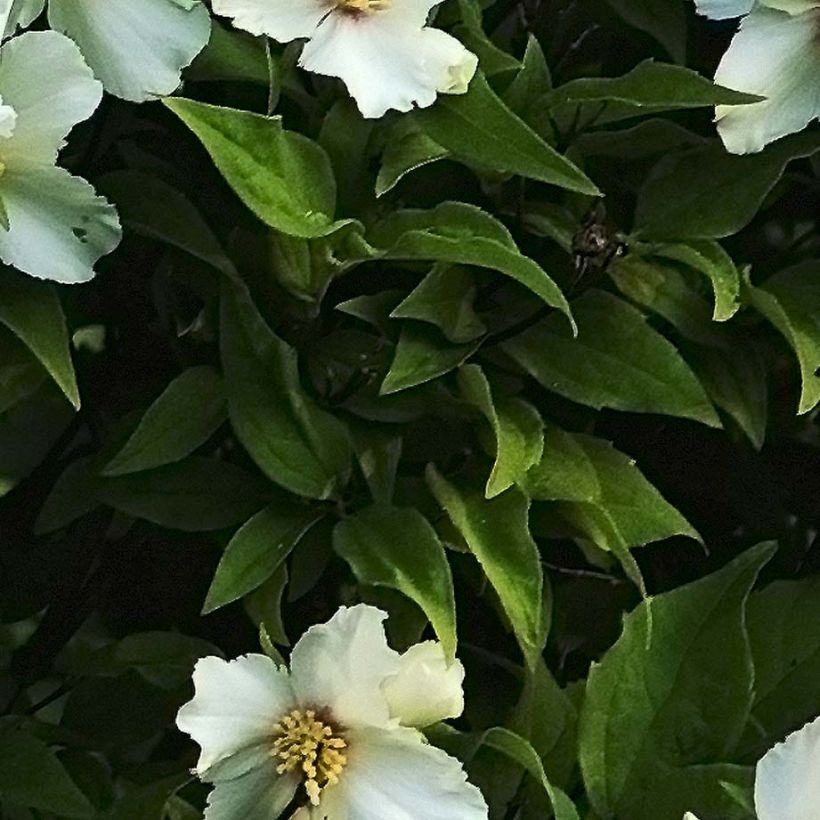 Philadelphus Belle Etoile - Celinda (Follaje)