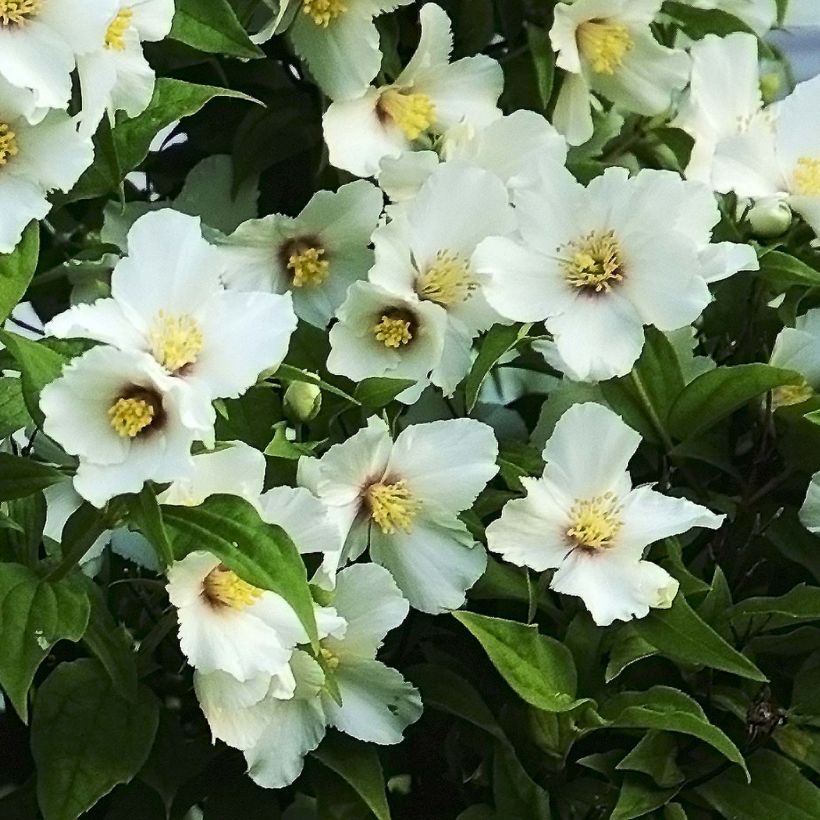 Philadelphus Belle Etoile - Celinda (Floración)