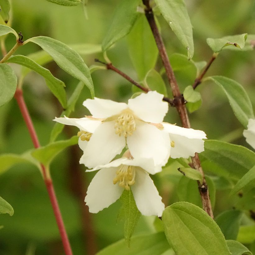 Philadelphus Dame Blanche - Celinda (Floración)