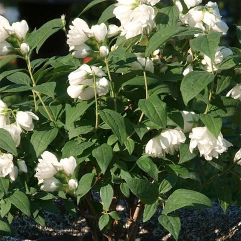 Philadelphus Little White Love - Celinda (Follaje)