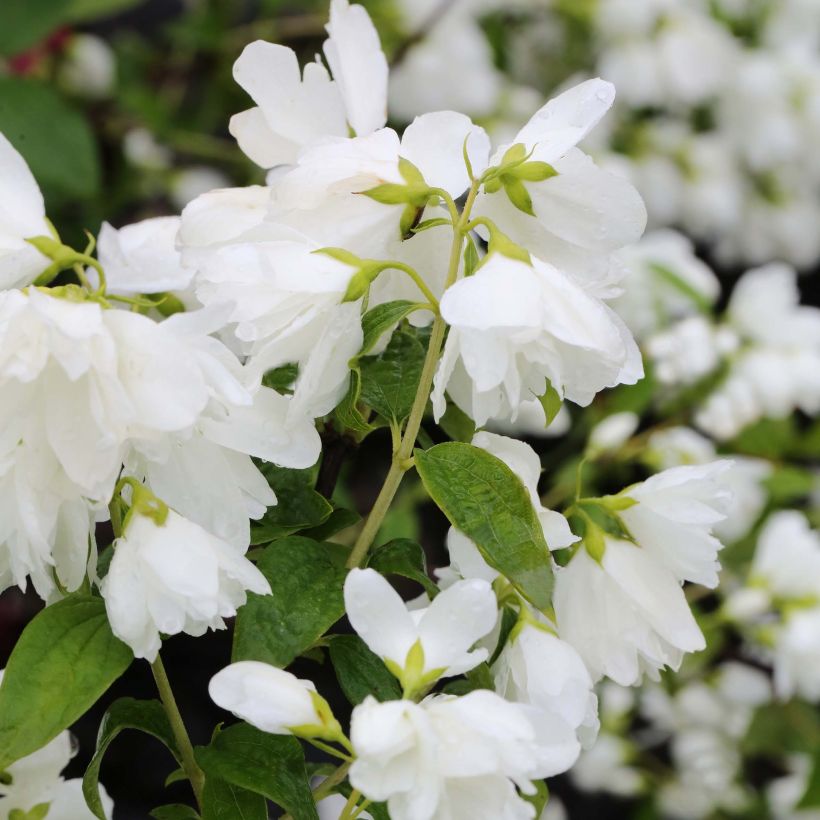 Philadelphus Little White Love - Celinda (Floración)