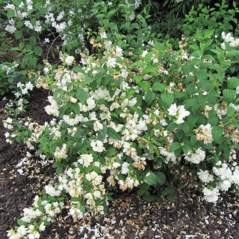 Philadelphus Snowbelle - Celinda (Porte)