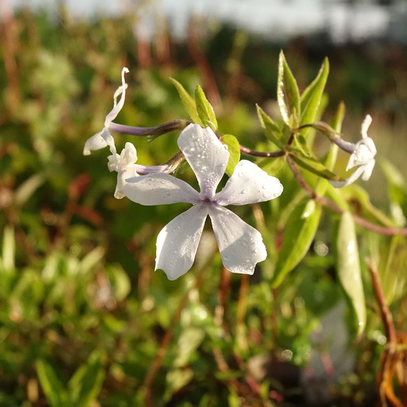 Phlox divaricata White Perfume (Floración)