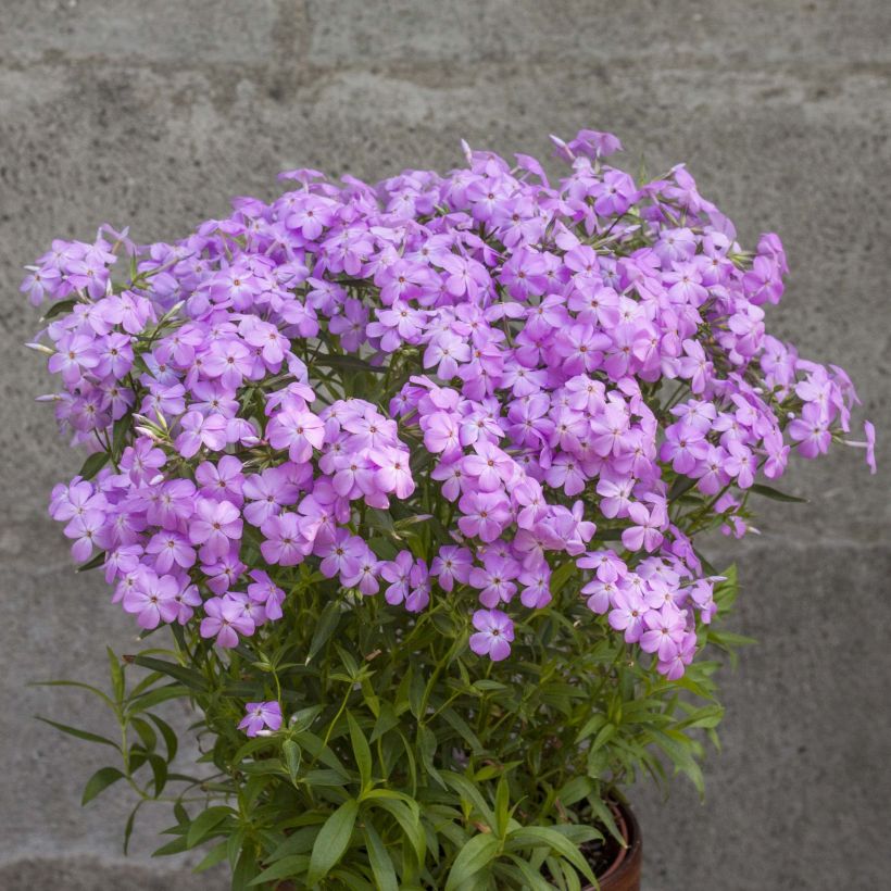 Phlox Forever Pink (Porte)