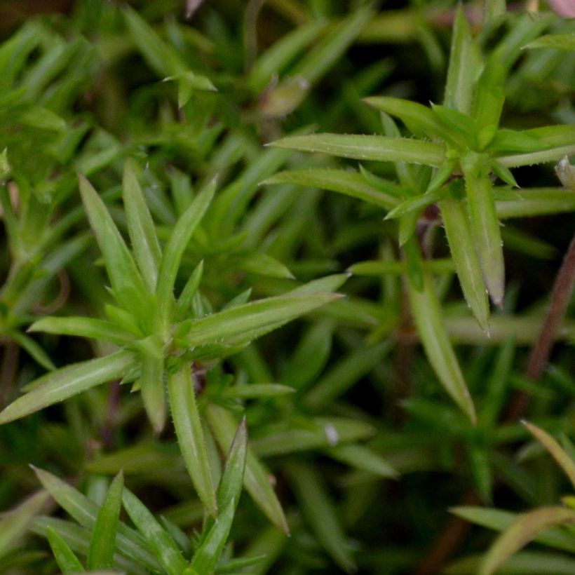 Phlox subulata Candy Stripes - Flox musgoso (Follaje)