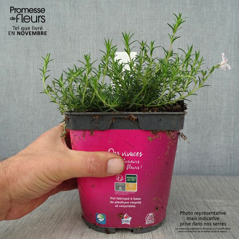 Ejemplar de Phlox mousse Candy Stripes (Kimono) - Phlox subulata en pot de 2 litres entregado en otoño