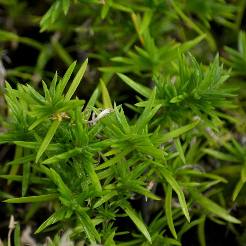 Phlox subulata Moerheimii - Flox musgoso (Follaje)