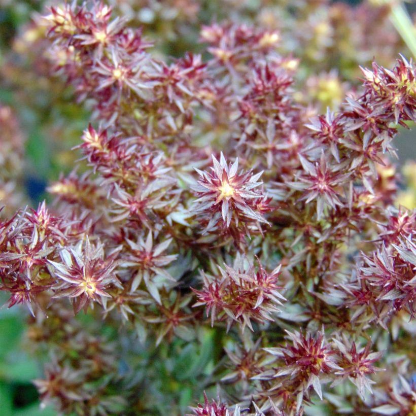 Phlox paniculata Blind Lion (Floración)