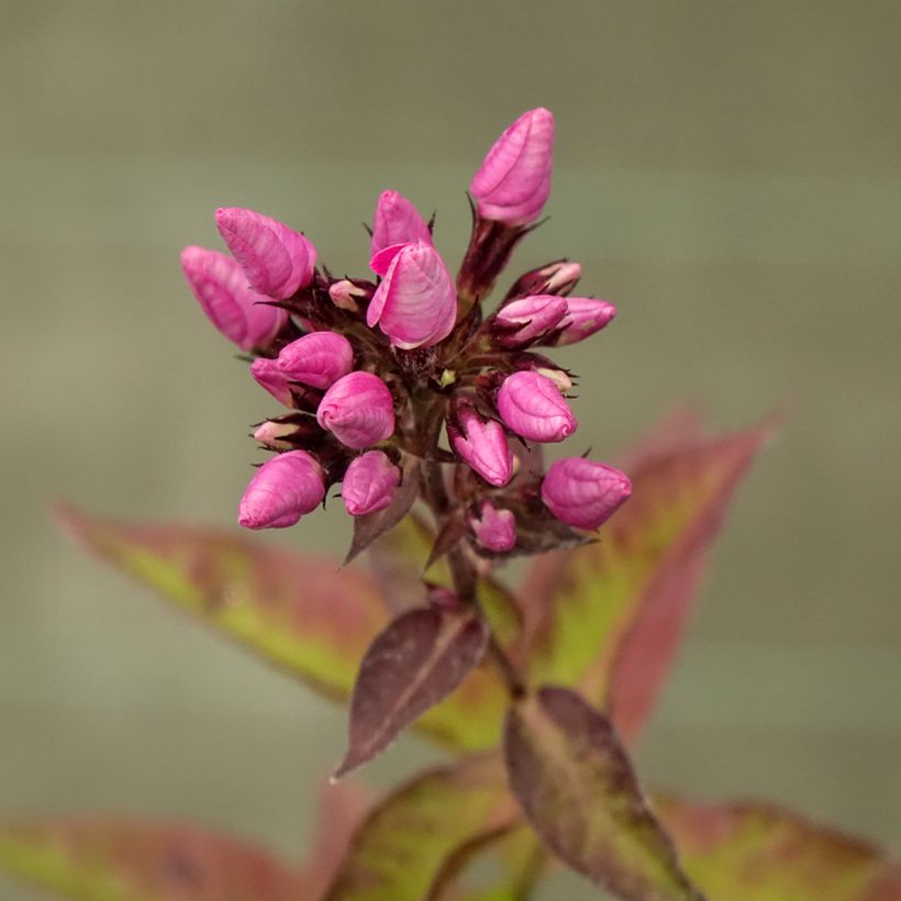 Phlox paniculata Butonik (Floración)