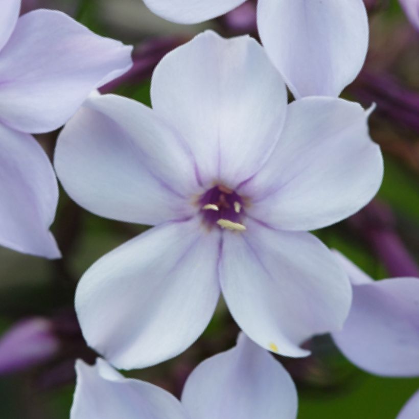 Phlox paniculata Flame Marine (Floración)