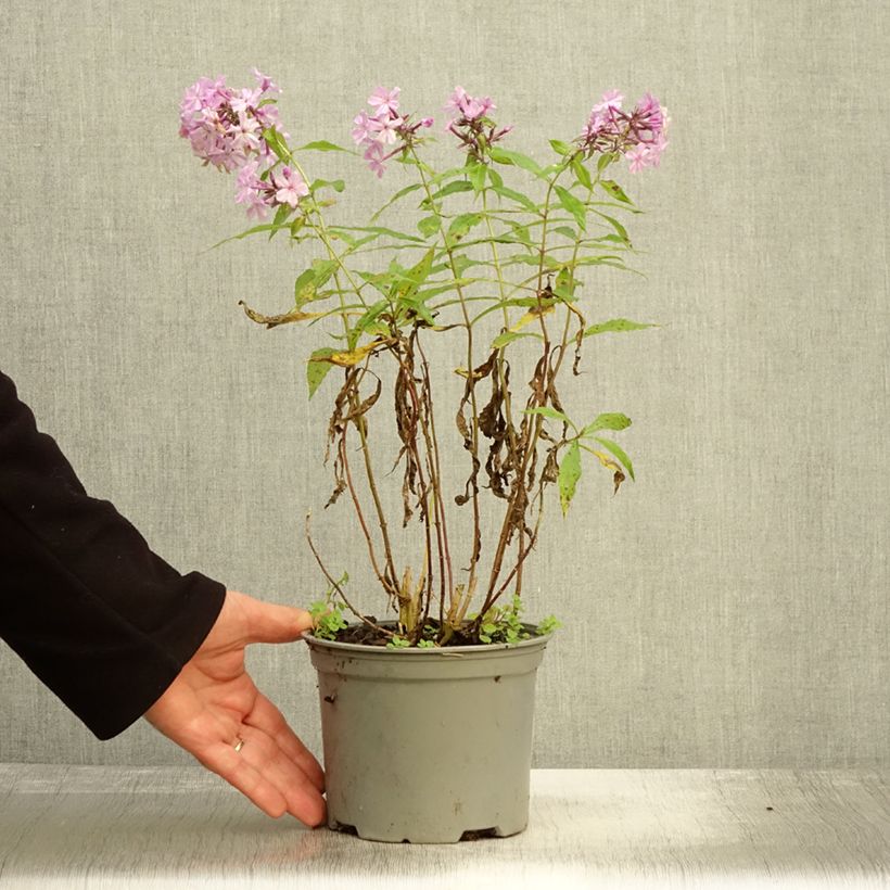 Ejemplar de Phlox paniculata Hesperis - Pot de 2L/3L entregado en otoño