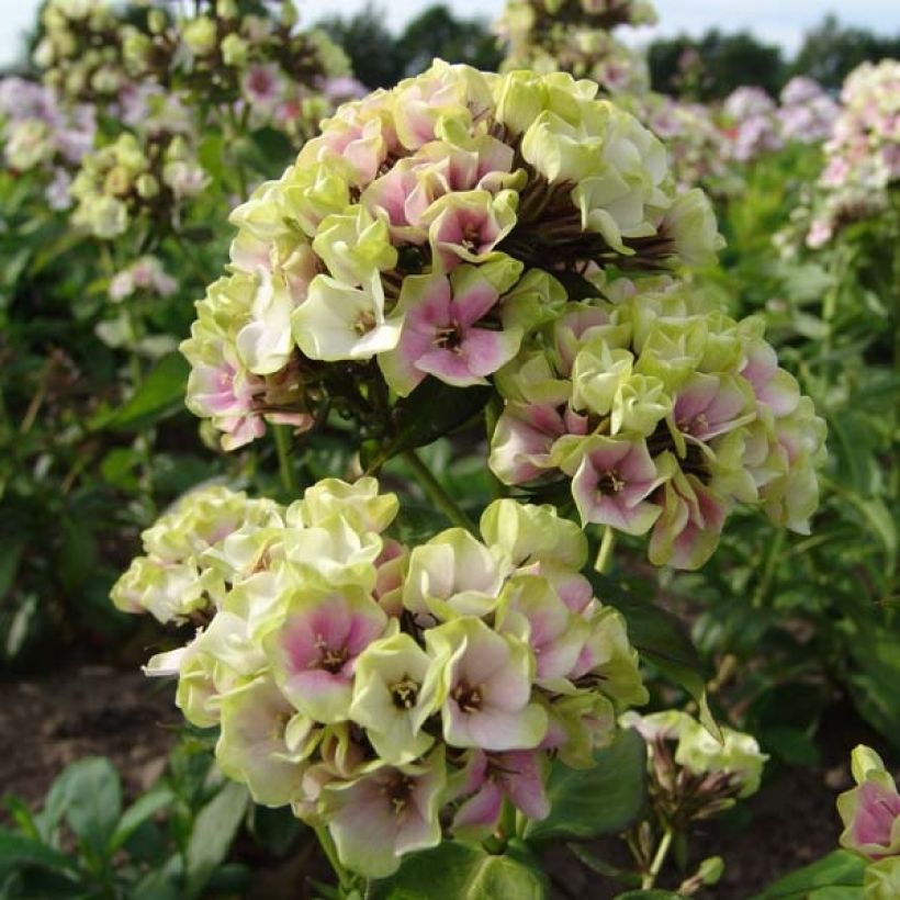 Phlox paniculata Sherbet Blend (Floración)