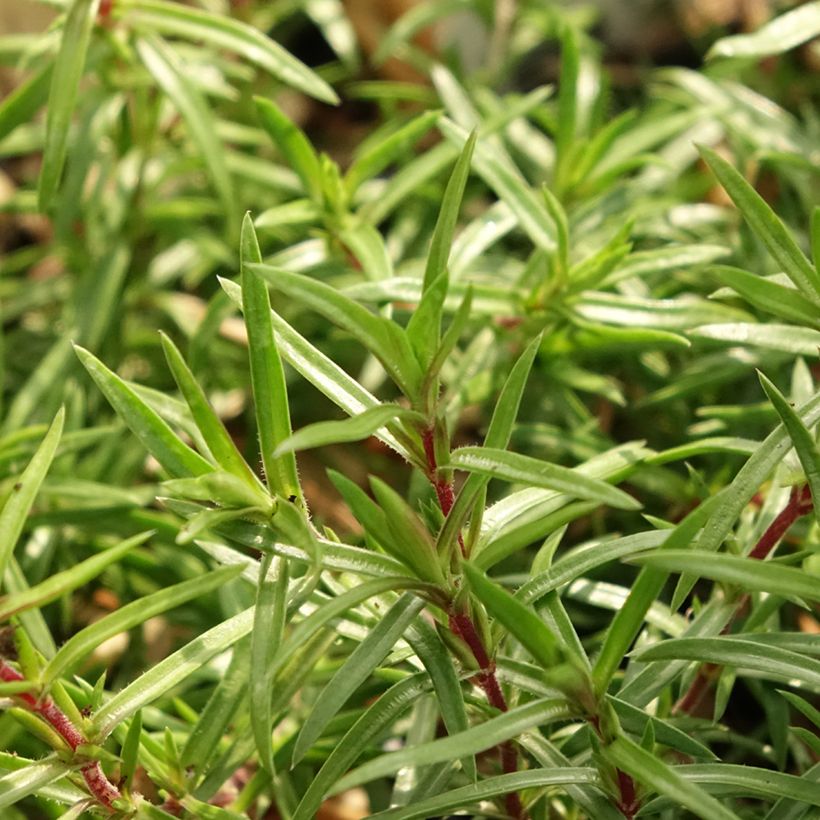 Phlox subulata Atropurpurea - Flox musgoso (Follaje)