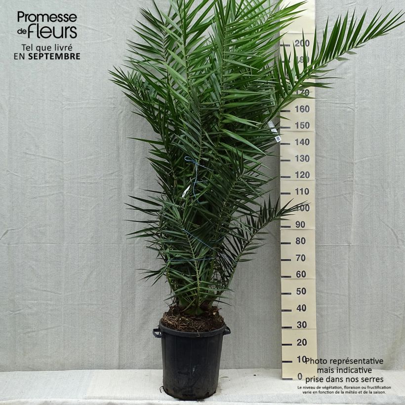 Ejemplar de Phoenix canariensis - Palmier dattier des Canaries pot de 35L entregado en otoño