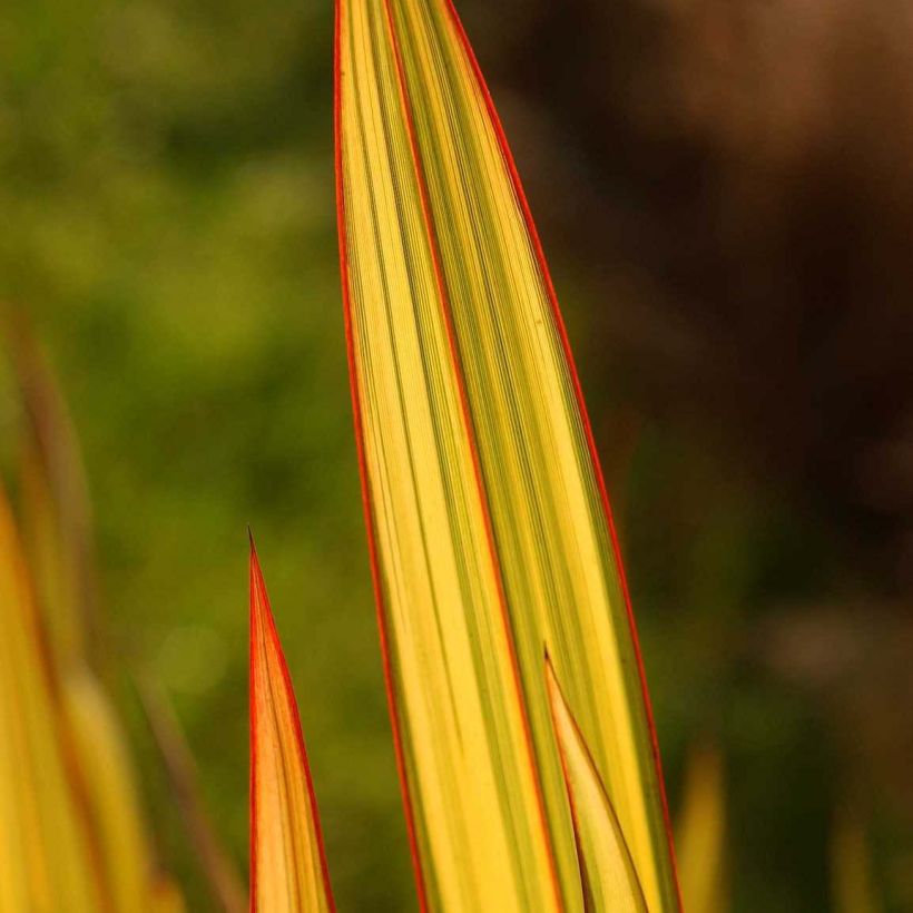 Phormium tenax Apricot Queen - Lino de Nueva Zelanda (Follaje)