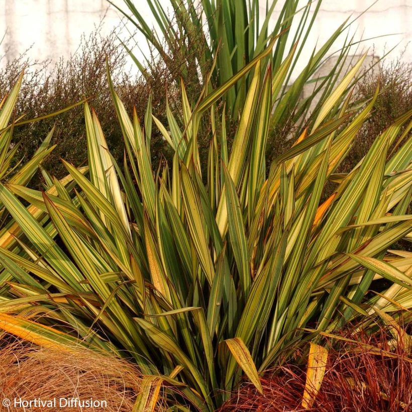 Phormium tenax Apricot Queen - Lino de Nueva Zelanda (Porte)