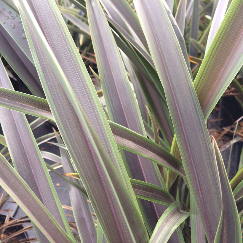 Phormium tenax Chocomint - Lino de Nueva Zelanda (Follaje)