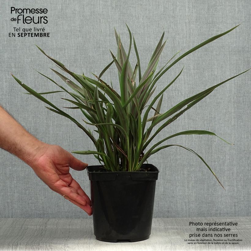 Ejemplar de Phormium Chocomint - Lin de Nouvelle-Zélande  Pot de 3L/4L entregado en otoño