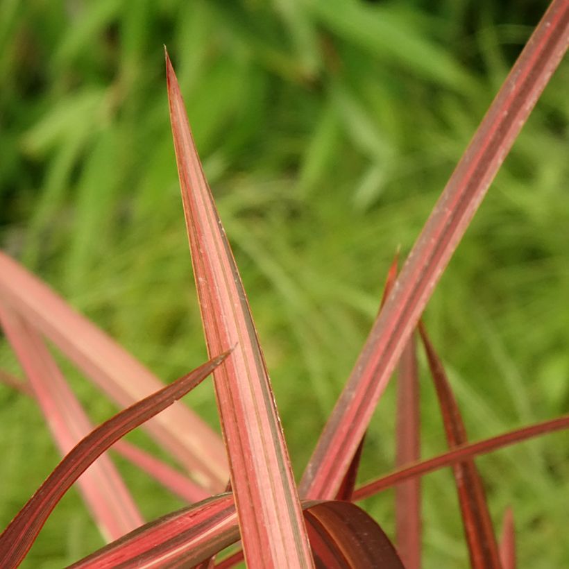 Phormium cookianum Maori Maiden - Lino de Nueva Zelanda (Follaje)