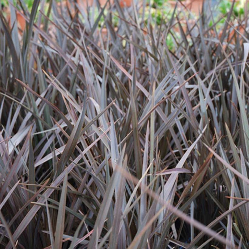 Phormium tenax Dark Delight - Lino de Nueva Zelanda (Follaje)