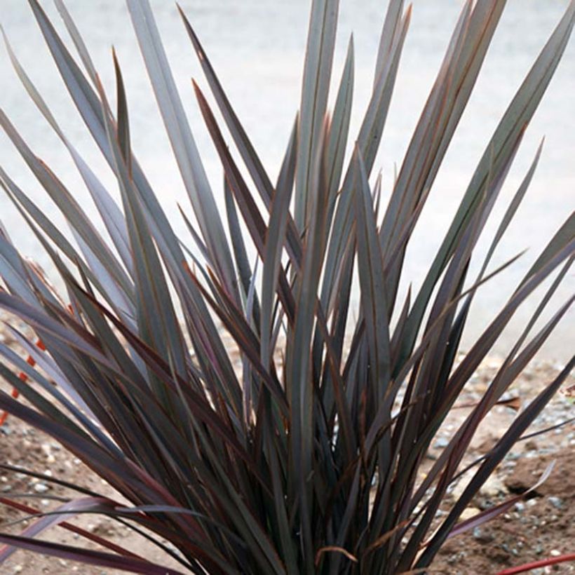 Phormium tenax Dark Delight - Lino de Nueva Zelanda (Porte)