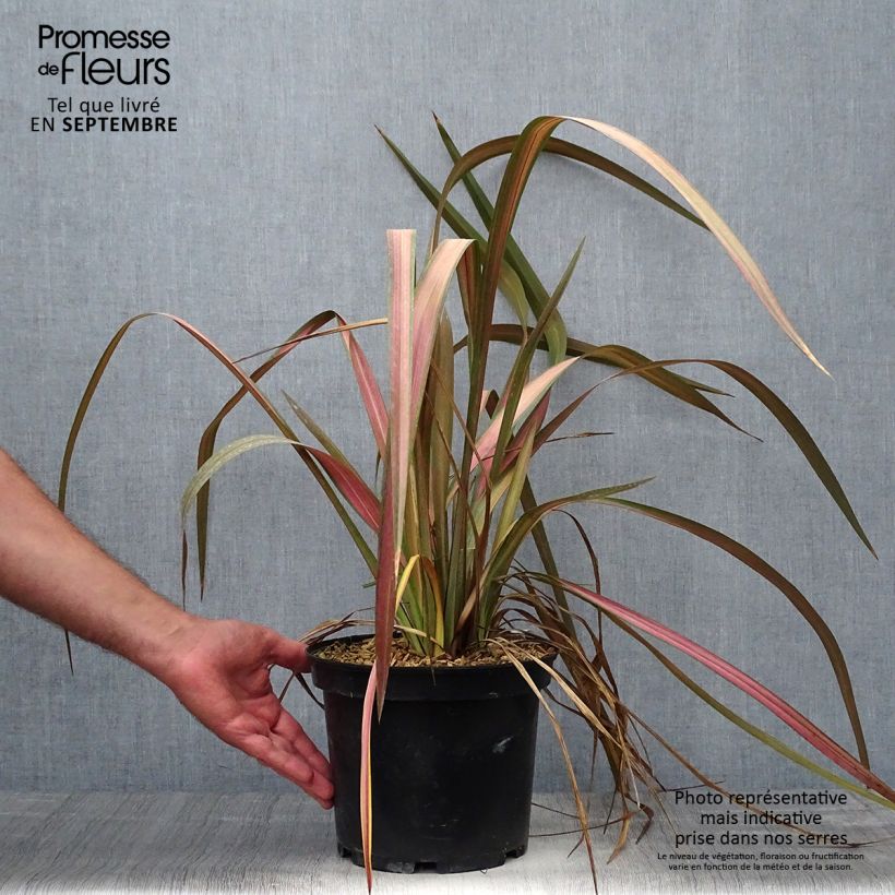 Ejemplar de Phormium Jester - Lin de Nouvelle-Zélande en pot de 3L/4L entregado en otoño