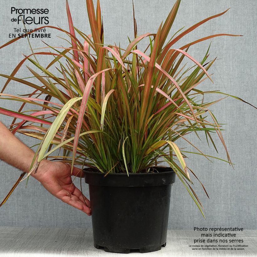 Ejemplar de Phormium Jester - Lin de Nouvelle-Zélande en pot de 7,5L/10L entregado en otoño