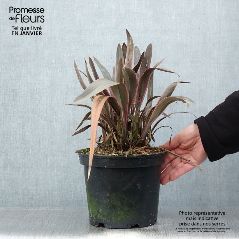 Phormium  Pink Stripe - Lin de Nouvelle-Zélande  Pot de 3L/4L Ejemplar entregado en invierno