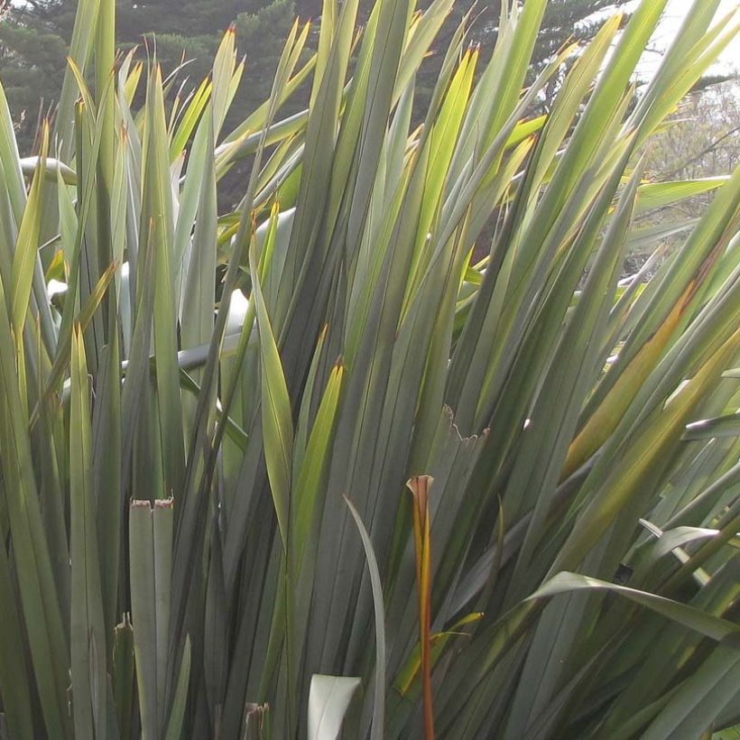 Phormium tenax - Lino de Nueva Zelanda (Follaje)