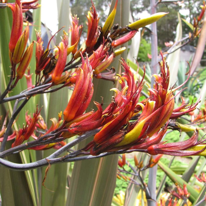 Phormium tenax - Lino de Nueva Zelanda (Floración)