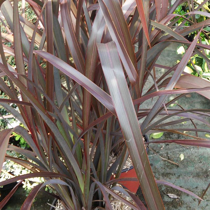 Phormium tenax Purpureum - Lino de Nueva Zelanda (Follaje)