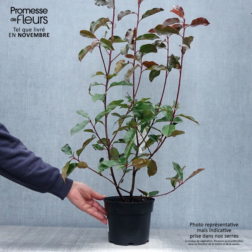 Ejemplar de Photinia fraseri Camilvy 50cm en pot de 2L/3L entregado en otoño