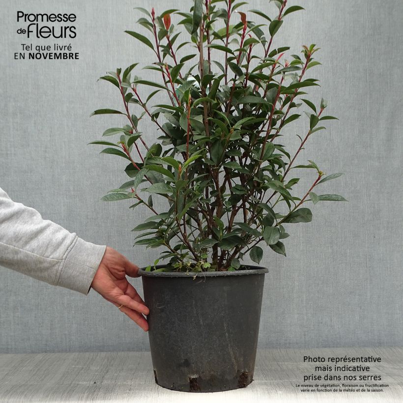 Ejemplar de Photinia fraseri Carré Rouge en pot de 7,5L/10L entregado en otoño