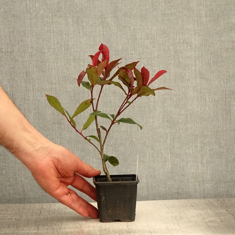 Photinia fraseri Carré Rouge - Godet de 8/9 cm Ejemplar entregado en la primavera