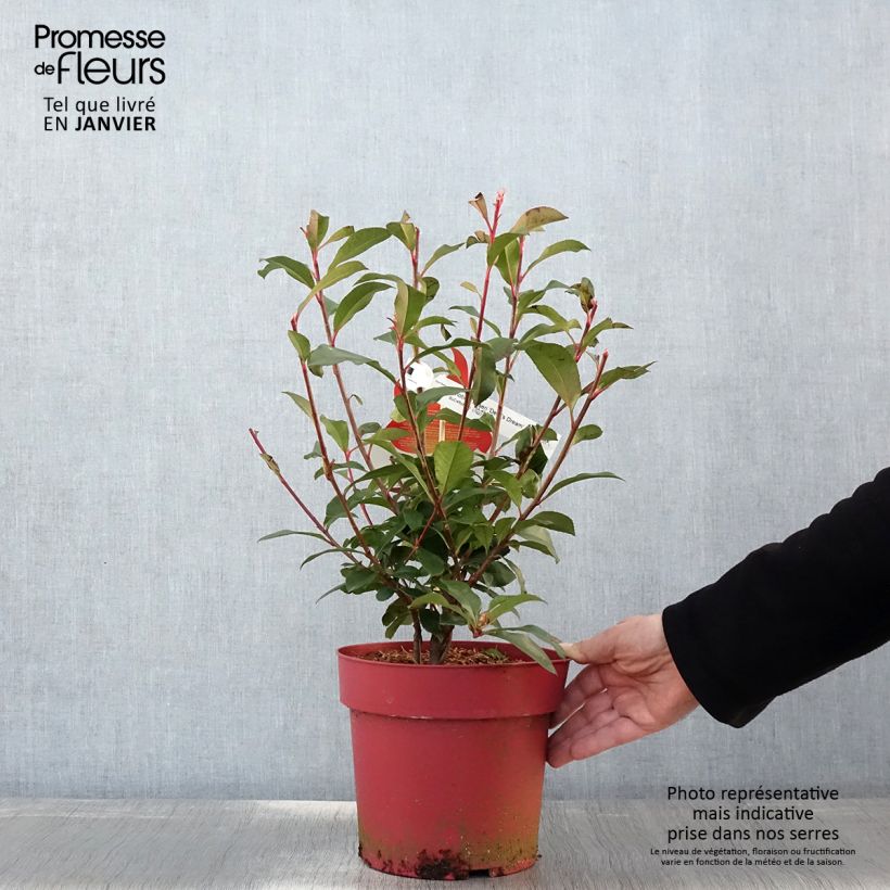 Photinia fraseri Devil's Dream Pot de 3L/4L Ejemplar entregado en invierno