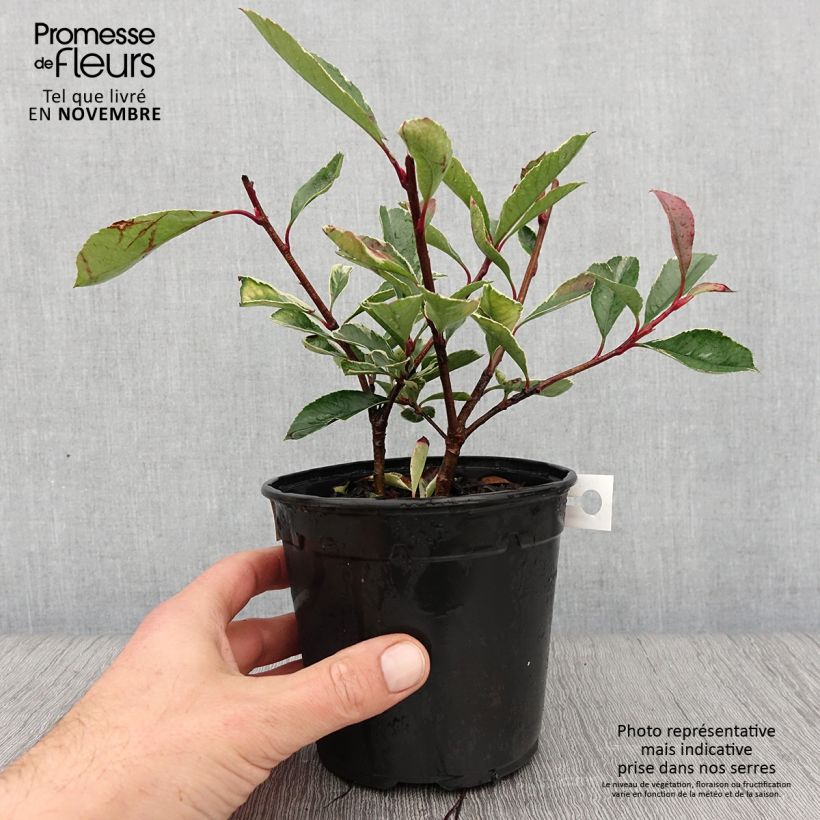 Ejemplar de Photinia fraseri Pink Marble en pot de 1L entregado en otoño