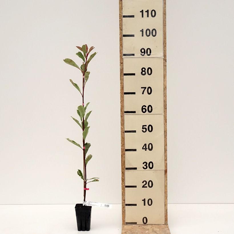 Photinia fraseri Pink Marble - Fotinia Maceta 1L/1,5LAltura de entrega aprox. 120cm Ejemplar entregado en invierno