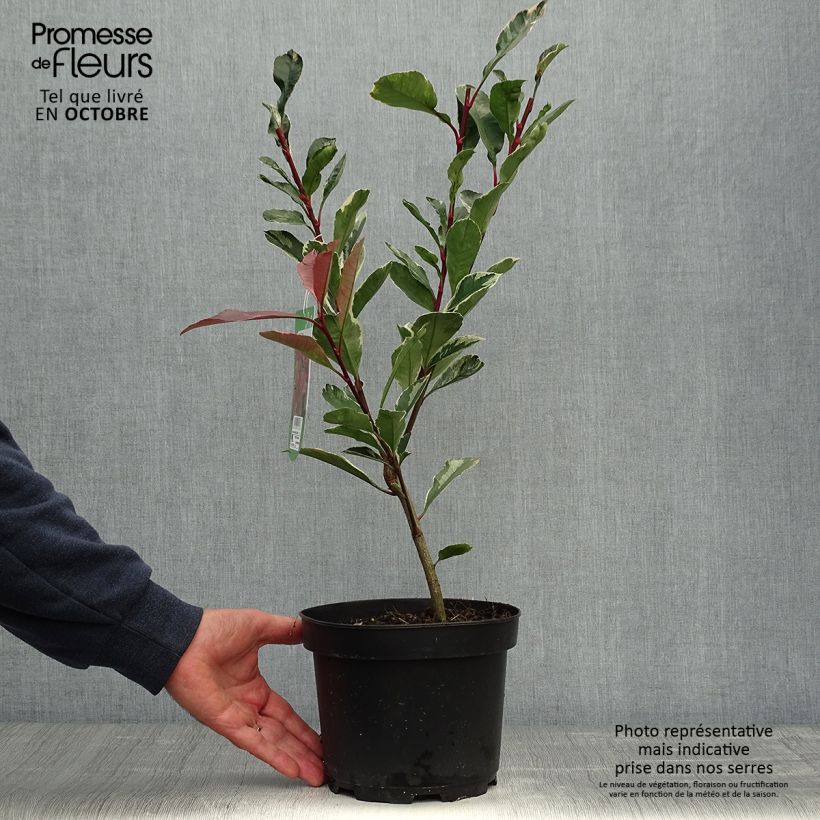 Ejemplar de Photinia fraseri Pink Marble en pot de 2/3L entregado en otoño