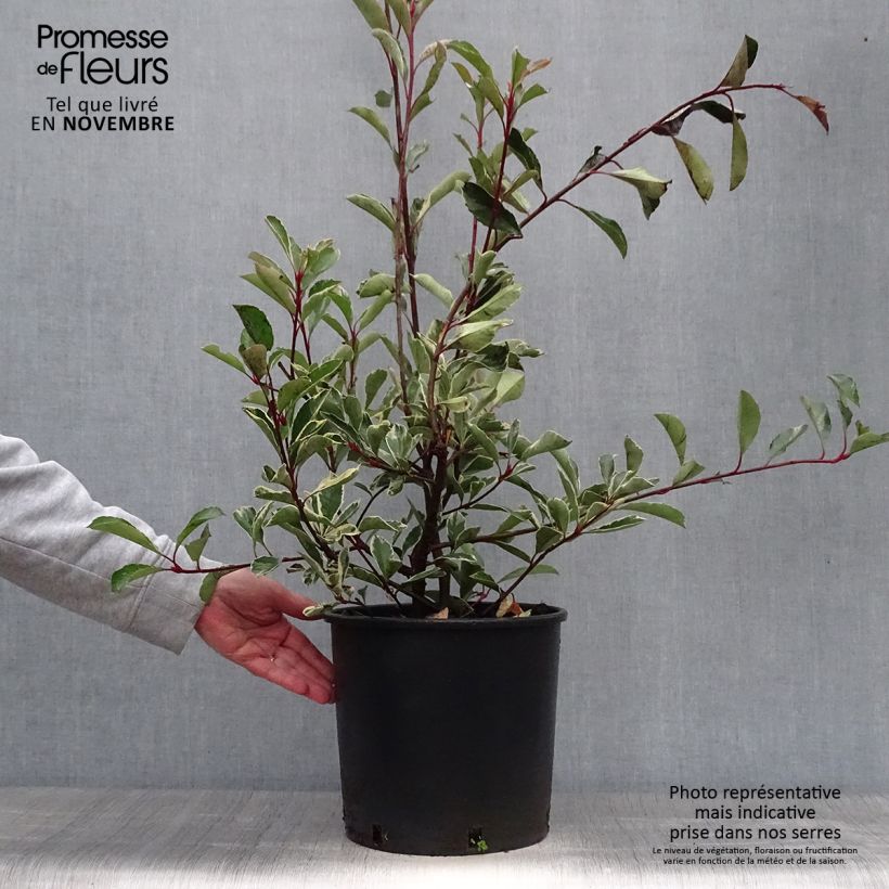 Ejemplar de Photinia fraseri Pink Marble en pot de 7,5L/10L entregado en otoño