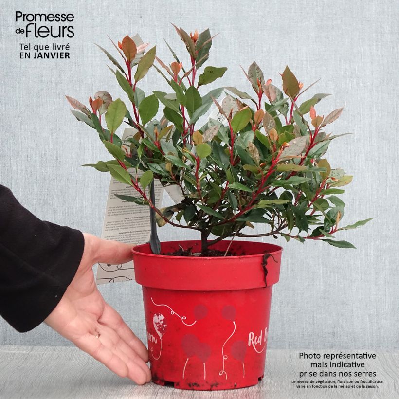 Photinia fraseri Red Ballcoon - Pot de 2L/3L Ejemplar entregado en invierno